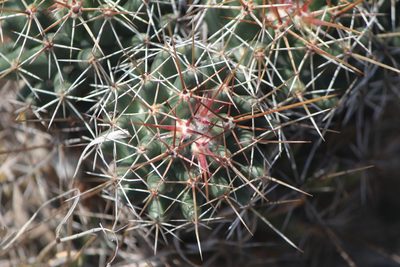 Coryphantha octacantha, photographed by José Belem Hernández Díaz
