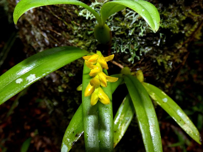 Bulbophyllum auriflorum, photographed by Kai Squires