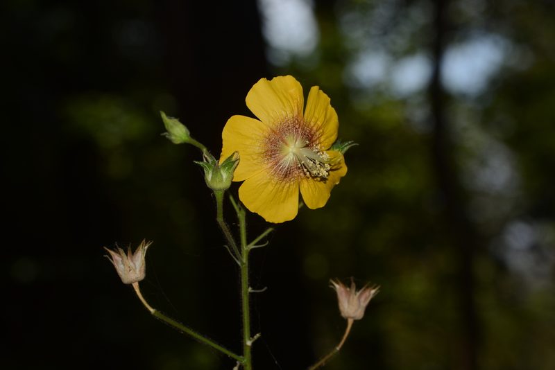 Abutilon persicum, photographed by S.MORE