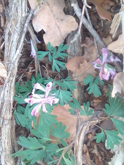 Corydalis paczoskii, photographed by Михаил Орлов