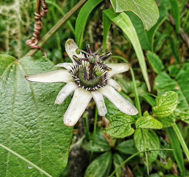 Passiflora alnifolia, photographed by Diego Inclan