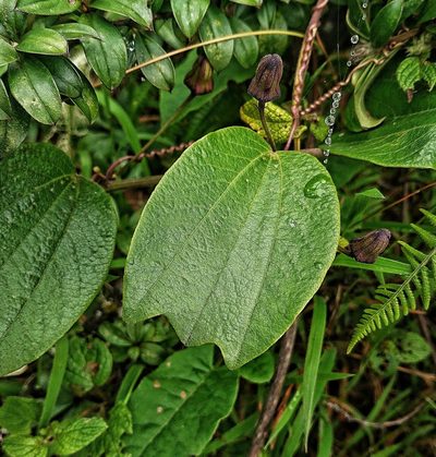 Passiflora alnifolia, photographed by Diego Inclan