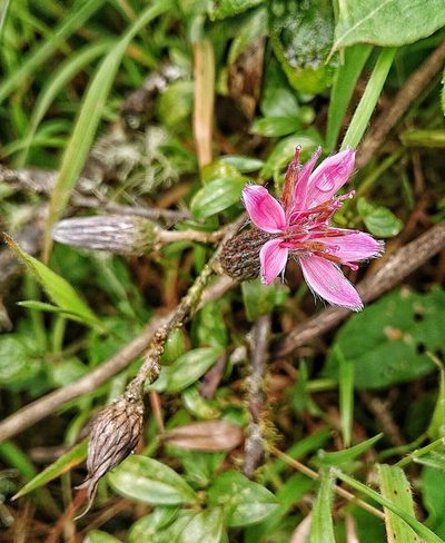 Barnadesia arborea, photographed by Diego Inclan