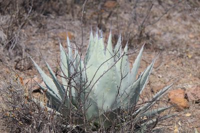 Agave applanata, photographed by José Belem Hernández Díaz