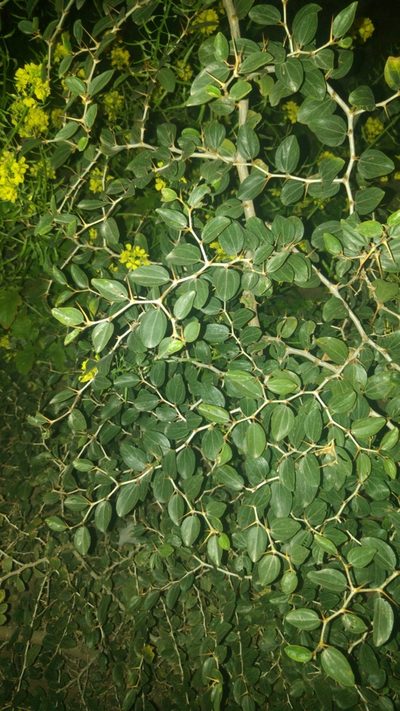 Ziziphus spina-christi, photographed by Mattia Menchetti