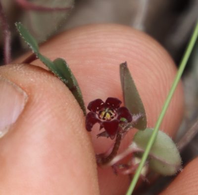 Ceropegia swazica, photographed by Tony Rebelo