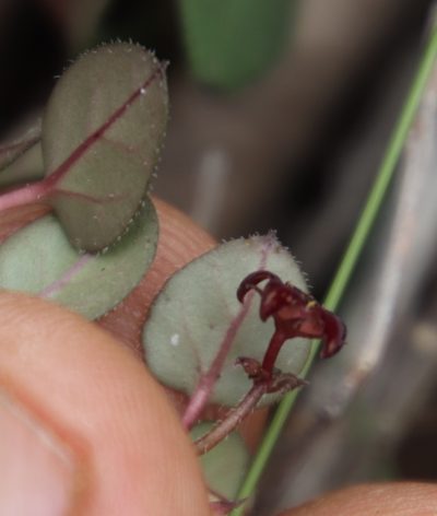 Ceropegia swazica, photographed by Tony Rebelo