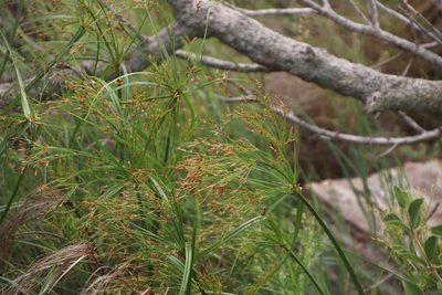 Cyperus leptocladus, photographed by Tony Rebelo