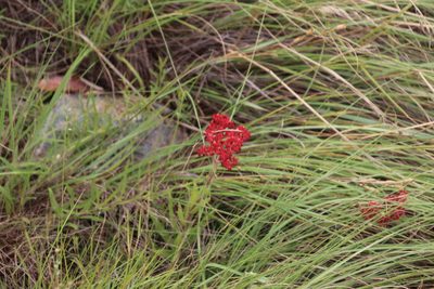 Crassula alba, photographed by Tony Rebelo