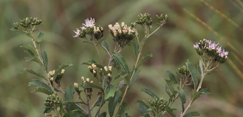 Gymnanthemum corymbosum, photographed by Tony Rebelo