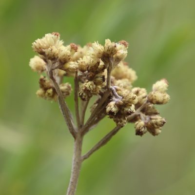 Helichrysum miconiifolium, photographed by Tony Rebelo