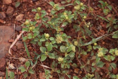 Acanthospermum australe, photographed by Tony Rebelo