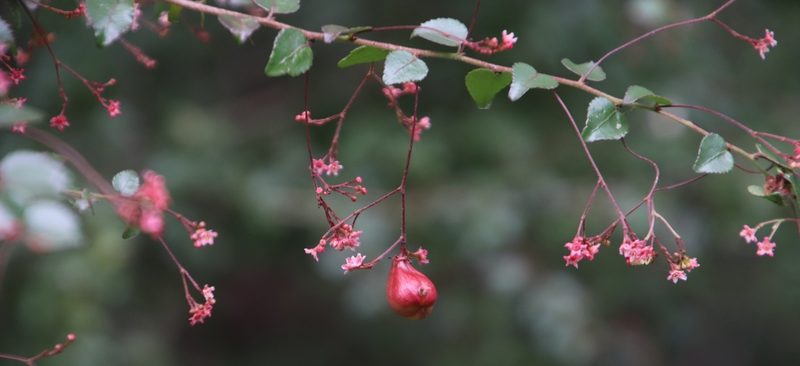 Gymnosporia rubra, photographed by Tony Rebelo