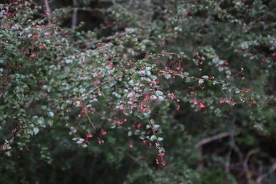 Gymnosporia rubra, photographed by Tony Rebelo