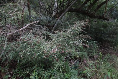Gymnosporia rubra, photographed by Tony Rebelo