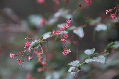 Gymnosporia rubra, photographed by Tony Rebelo
