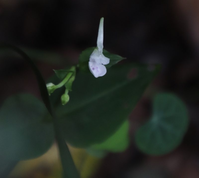 Disperis anthoceros, photographed by Tony Rebelo