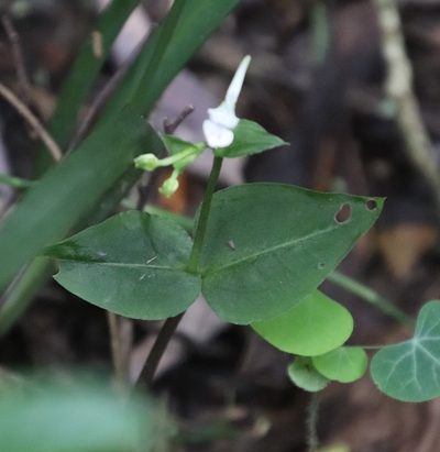 Disperis anthoceros, photographed by Tony Rebelo