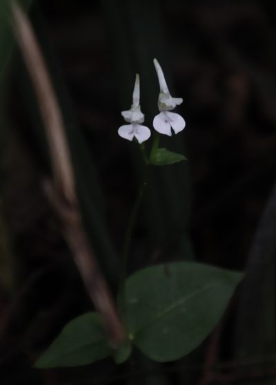 Disperis anthoceros, photographed by Tony Rebelo