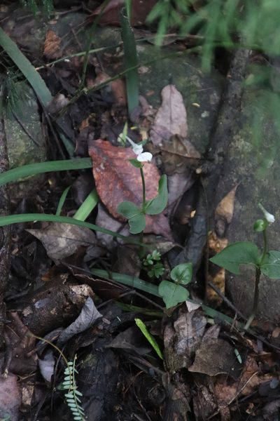 Disperis anthoceros, photographed by Tony Rebelo