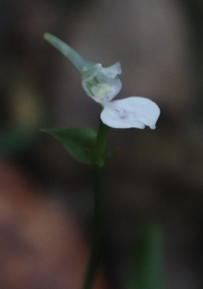 Disperis anthoceros, photographed by Tony Rebelo