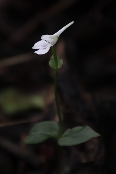 Disperis anthoceros, photographed by Tony Rebelo