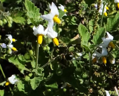 Solanum tweedieanum, photographed by Guillermo Debandi