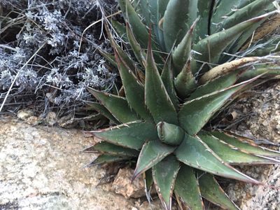 Agave mckelveyana, photographed by CK2AZ