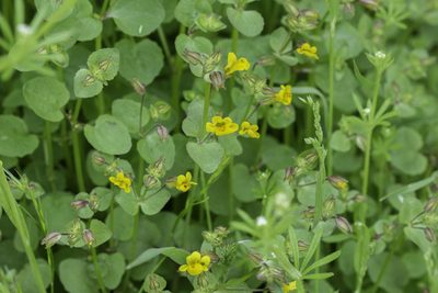 Erythranthe cordata, photographed by Craig Martin