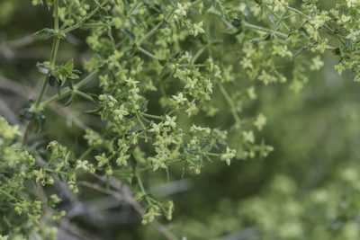 Galium stellatum, photographed by Craig Martin