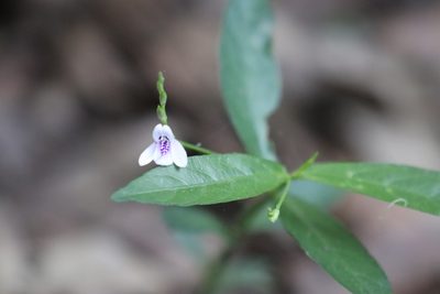 Dianthera ovata, photographed by Rich Sommer