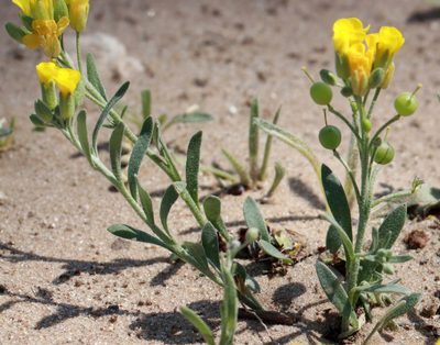 Physaria gordonii, photographed by Catherine C. Galley