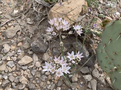 Allium macropetalum, photographed by CK2AZ