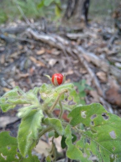 Solanum gympiense, photographed by Tony van Kampen