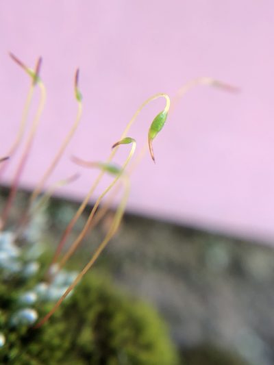 Bryum lanatum, photographed by Jared Shorma