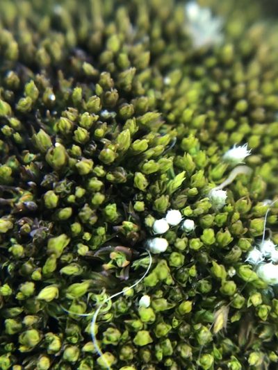 Bryum lanatum, photographed by Jared Shorma