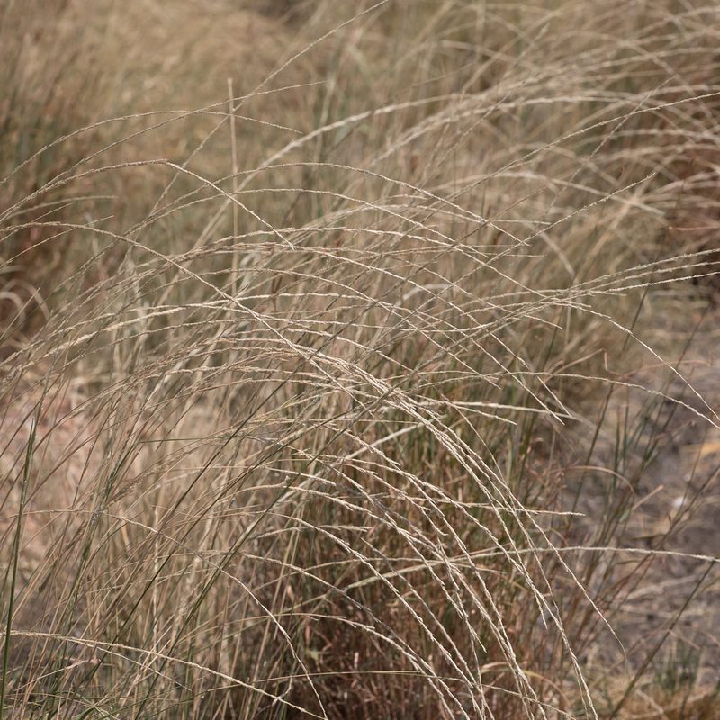 Sporobolus advenus, photographed by Kym Nicolson