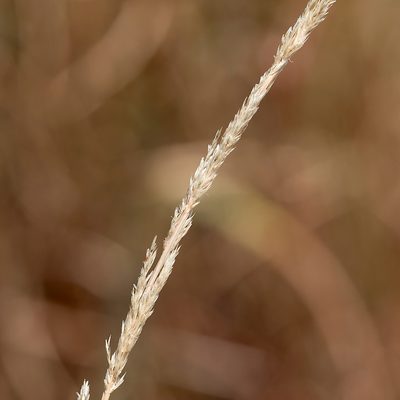 Sporobolus advenus, photographed by Kym Nicolson