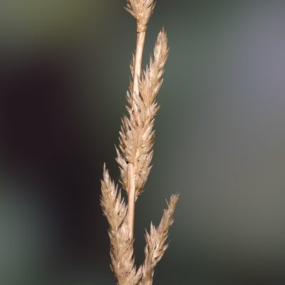 Sporobolus advenus, photographed by Kym Nicolson