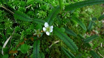 Rubus parvus, photographed by Sarah Richardson