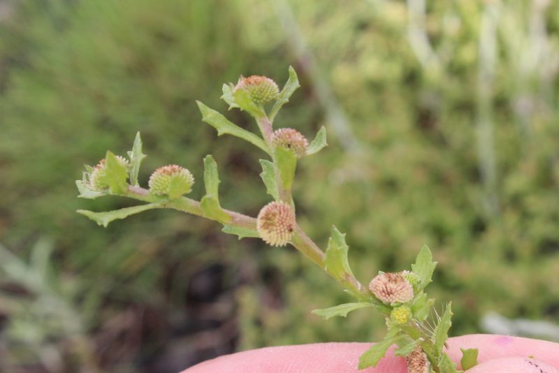 Centipeda aotearoana, photographed by Joe Potter Butler