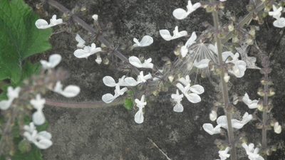 Coleus grandidentatus, photographed by Shaun Swanepoel