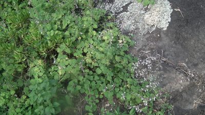 Coleus grandidentatus, photographed by Shaun Swanepoel