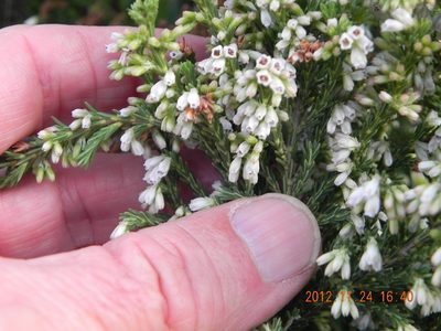 Erica afrorum, photographed by Peter Warren