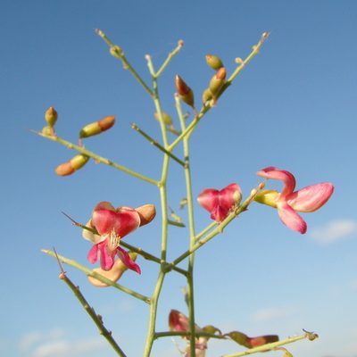 Alhagi pseudalhagi, photographed by Юрий Данилевский (Yuriy Danilevsky)