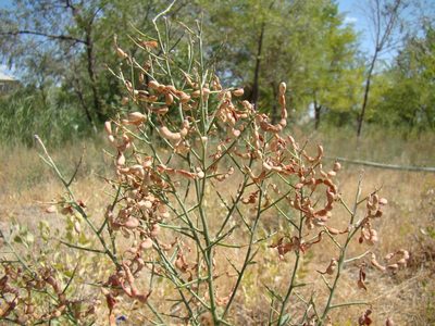 Alhagi pseudalhagi, photographed by Юрий Данилевский (Yuriy Danilevsky)