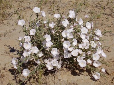 Convolvulus fruticosus, photographed by Юрий Данилевский (Yuriy Danilevsky)