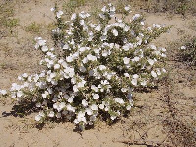 Convolvulus fruticosus, photographed by Юрий Данилевский (Yuriy Danilevsky)