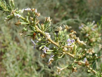 Lycium dasystemum, photographed by Юрий Данилевский (Yuriy Danilevsky)
