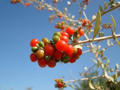 Lycium dasystemum, photographed by Юрий Данилевский (Yuriy Danilevsky)